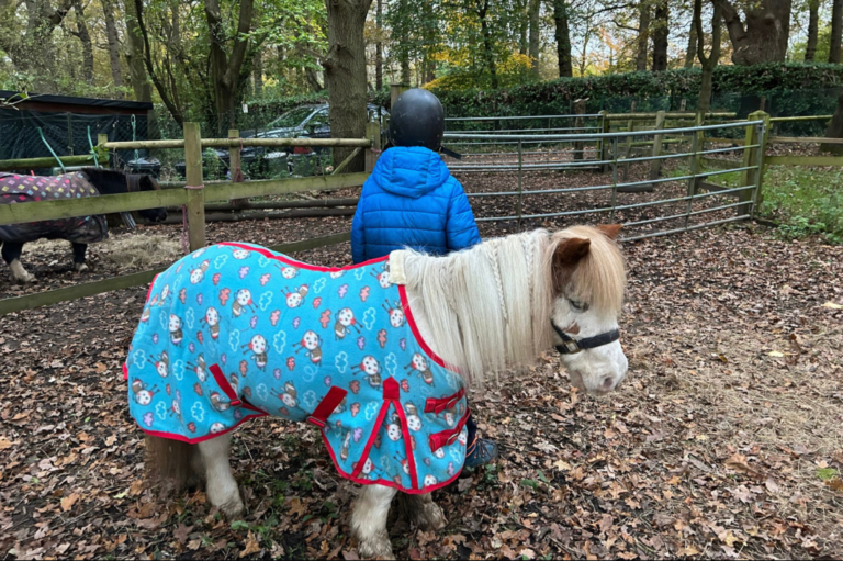Shetland Pony Experience in Surrey